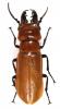 Synhoria senegalensis